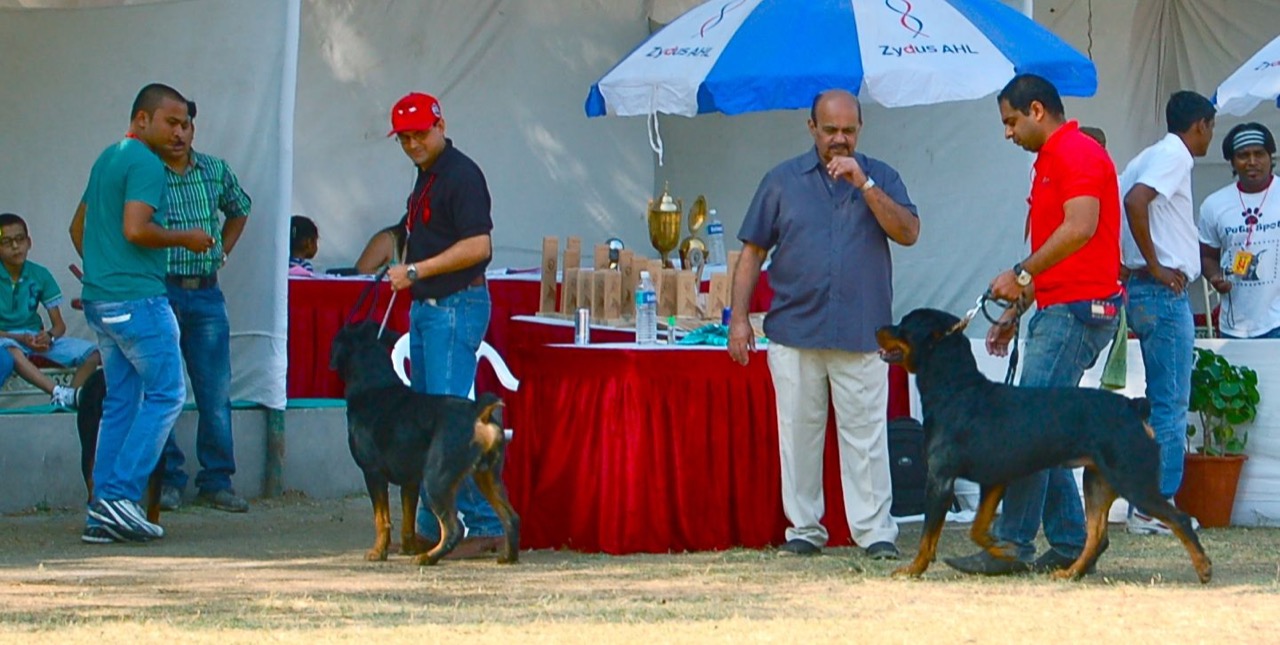 Furventures - Pet Adventures & Events - Photo 8